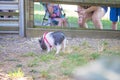 Mammal pet pig in a black enclosure Royalty Free Stock Photo