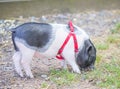 Mammal pet pig in a black enclosure Royalty Free Stock Photo