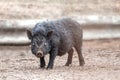 Mammal pet pig in a black enclosure Royalty Free Stock Photo