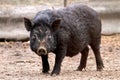 Mammal pet pig in a black enclosure Royalty Free Stock Photo