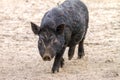 Mammal pet pig in a black enclosure Royalty Free Stock Photo