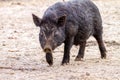 Mammal pet pig in a black enclosure Royalty Free Stock Photo