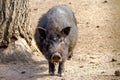 Mammal pet pig in a black enclosure Royalty Free Stock Photo