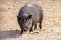 Mammal pet pig in a black enclosure Royalty Free Stock Photo