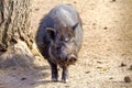 Mammal pet pig in a black enclosure Royalty Free Stock Photo