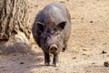 Mammal pet pig in a black enclosure Royalty Free Stock Photo