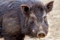 Mammal pet pig in a black enclosure Royalty Free Stock Photo