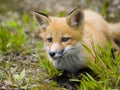 Mammal red fox F