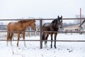 horses winter snow nature brown cold animal farm white beauty mammal season outdoors frost pasture field forest landscap