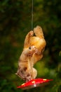 Mammal sucking sugar water from red feeder. Kinkajou, Potos flavus, tropic animal in the nature forest habitat. Mammal in Costa Ri