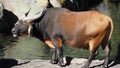 Bull ax mammal wildlife at The zoo, animal wildlife closeup