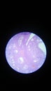 Mammalian ovary