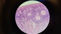 Mammalian ovary under a microscope