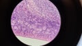 Mammalian ovary under a microscope