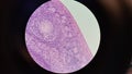 Mammalian ovary under a microscope