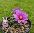 Mammalliaria schumanii single thorns, small cactus with beautiful pink flowers in black pot with beautiful green grass background. Royalty Free Stock Photo