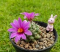 Mammalliaria schumanii single thorns, small cactus with beautiful pink flowers in black pot with beautiful green grass background. Royalty Free Stock Photo