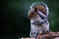 Mammals - Eastern Gray Squirrel, Gray Squirrel,  Sciurus carolinensis Royalty Free Stock Photo