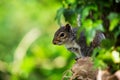 Mammals - Eastern Gray Squirrel, Gray Squirrel,  Sciurus carolinensis Royalty Free Stock Photo