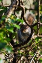 Mammals - Eastern Gray Squirrel, Gray Squirrel,  Sciurus carolinensis Royalty Free Stock Photo