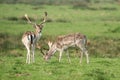 Fallow Deer, Dama dama