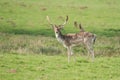 Fallow Deer, Dama dama