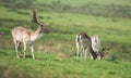 Fallow Deer, Dama dama