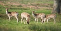 Fallow Deer, Dama dama