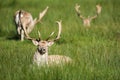 Fallow Deer, Dama dama