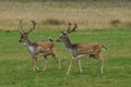 MAMMALS - Fallow Deer