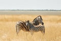 Mammals is in the field. Zebras in the wildlife at daytime