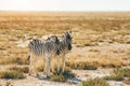 Mammals is in the field. Zebras in the wildlife at daytime