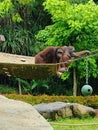 A mammals in forest, known as Orang utan. Find it on zoo, nice photo and good for conservation Royalty Free Stock Photo