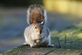 MAMMALS - Gray Squirrel Royalty Free Stock Photo