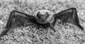 Mammals naturally capable of true and sustained flight. Bat emit ultrasonic sound to produce echo. Bat detector. Dummy Royalty Free Stock Photo