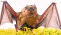 Mammals naturally capable of true and sustained flight. Bat emit ultrasonic sound to produce echo. Bat detector. Ugly Royalty Free Stock Photo