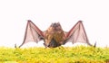 Mammals naturally capable of true and sustained flight. Bat emit ultrasonic sound to produce echo. Bat detector. Dummy