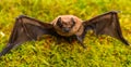 Mammals naturally capable of true and sustained flight. Bat emit ultrasonic sound to produce echo. Bat detector. Dummy Royalty Free Stock Photo