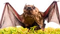 Mammals naturally capable of true and sustained flight. Bat emit ultrasonic sound to produce echo. Bat detector. Ugly