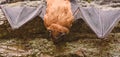 Mammals naturally capable of true and sustained flight. Eyes bat species small poorly developed. Bat detector. Dummy of Royalty Free Stock Photo