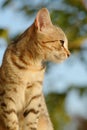 Cat, Cats, Kitty Royalty Free Stock Photo