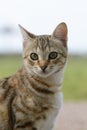 Cat, Cats, Kitty Royalty Free Stock Photo