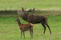 MAMMALS - Red Deer Royalty Free Stock Photo