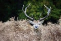 MAMMALS - Red Deer Royalty Free Stock Photo