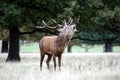 MAMMALS - Red Deer Royalty Free Stock Photo