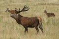 MAMMALS - Red Deer Royalty Free Stock Photo