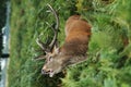 MAMMALS - Red Deer Royalty Free Stock Photo