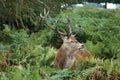 MAMMALS - Red Deer Royalty Free Stock Photo