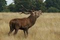 MAMMALS - Red Deer Royalty Free Stock Photo