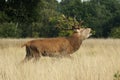 MAMMALS - Red Deer Royalty Free Stock Photo